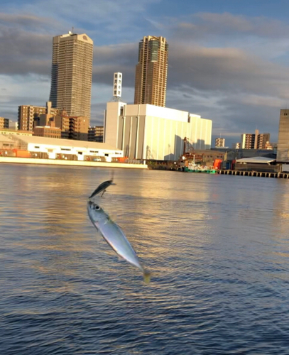 サバの釣果