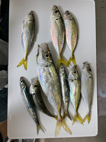 アジの釣果