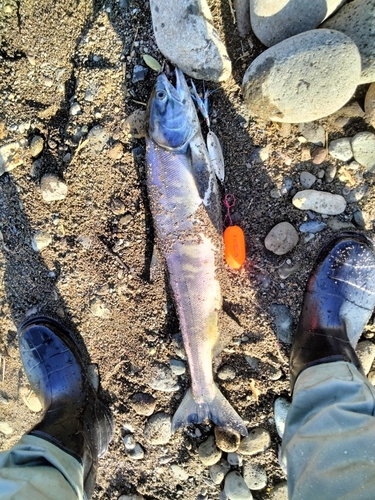 シロザケの釣果