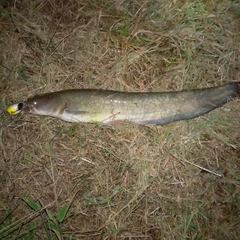 マナマズの釣果