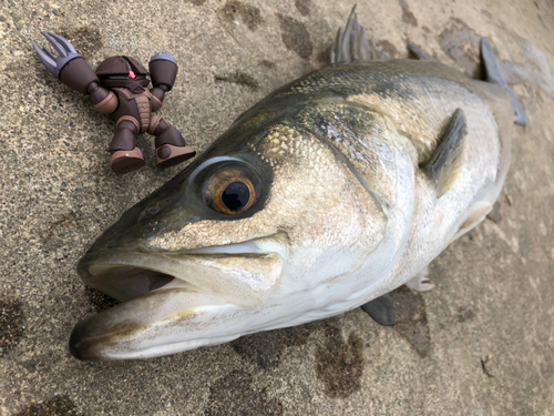 スズキの釣果