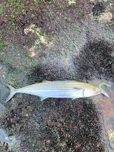 サゴシの釣果