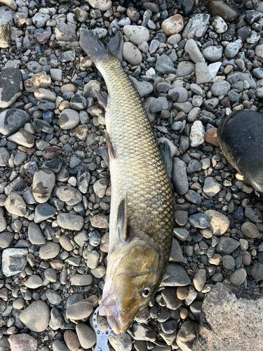 ニゴイの釣果