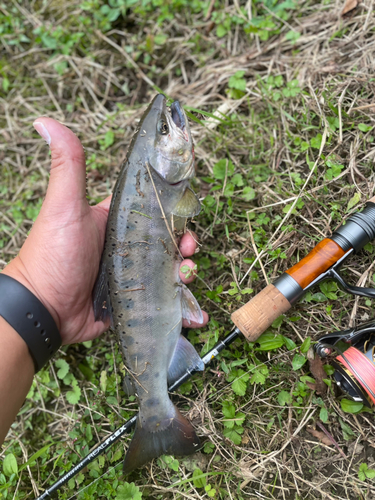 ヤマメの釣果