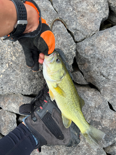 ブラックバスの釣果