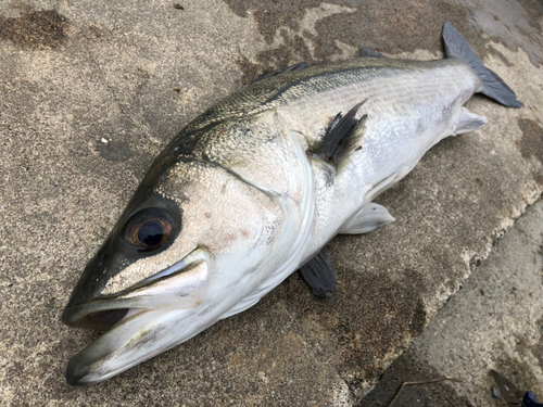 スズキの釣果