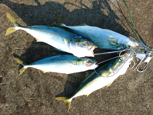 ワカシの釣果