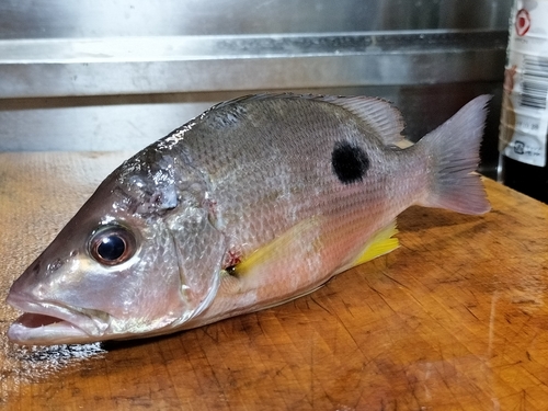 クロホシフエダイの釣果