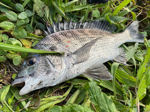 チヌの釣果