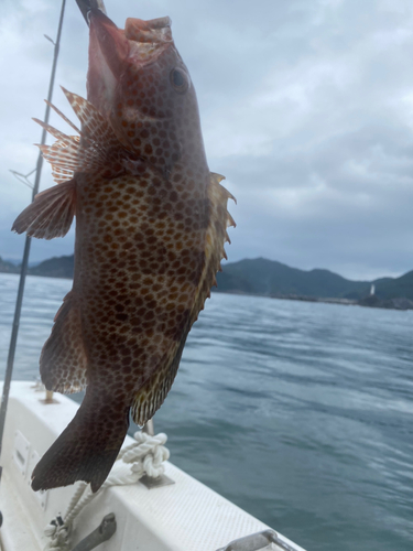 オオモンハタの釣果