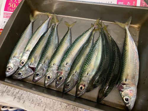 サバの釣果