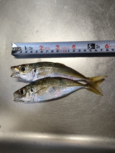 アジの釣果