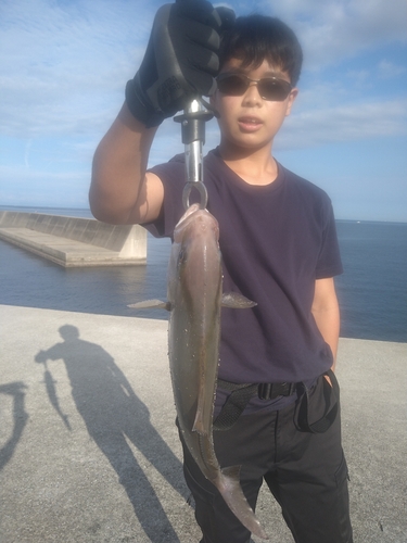 カンパチの釣果