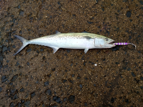 サゴシの釣果