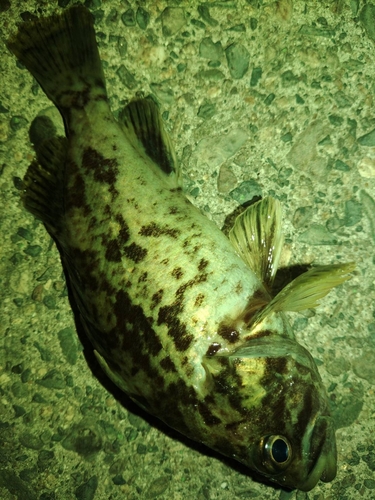 ソイの釣果