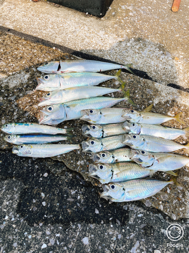 ワタリガニの釣果