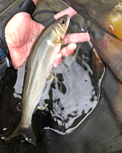 アユの釣果