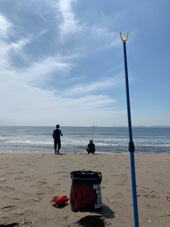 クサフグの釣果