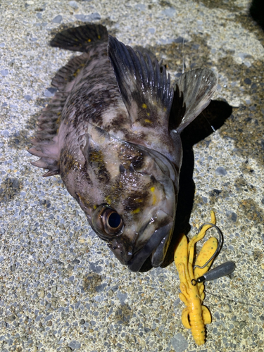 ハチガラの釣果