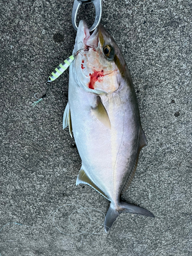 ショゴの釣果