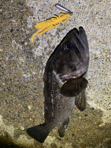 クロソイの釣果