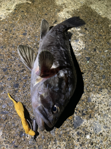 クロソイの釣果