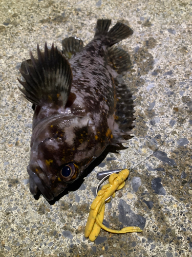 ハチガラの釣果