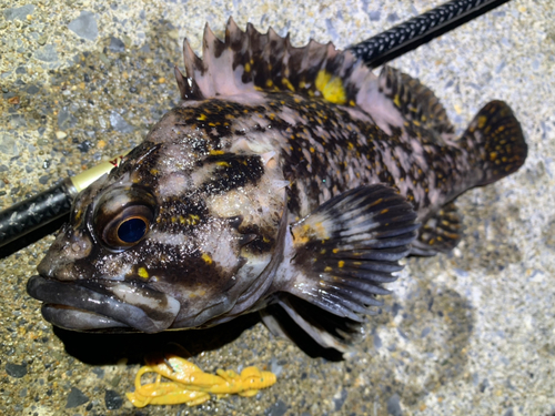 ハチガラの釣果