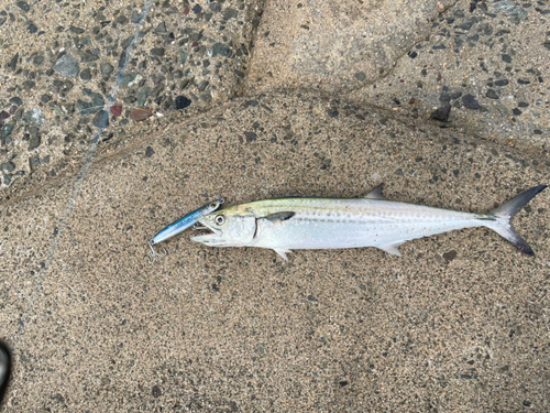 サゴシの釣果