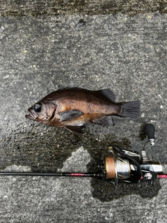 メバルの釣果