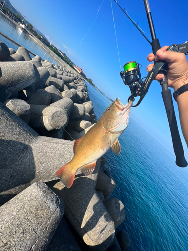 アカジンミーバイの釣果