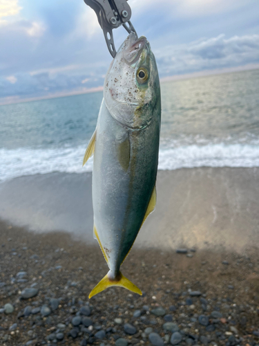 コゾクラの釣果