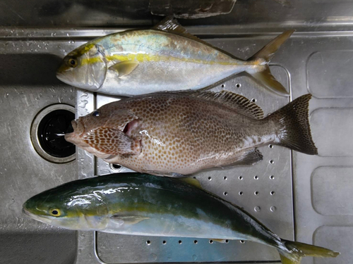 オオモンハタの釣果