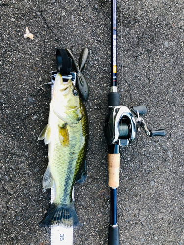 ブラックバスの釣果