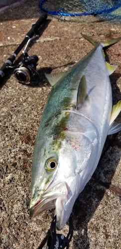 ブリの釣果