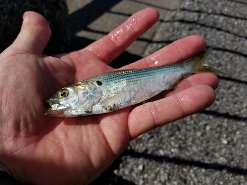 コノシロの釣果