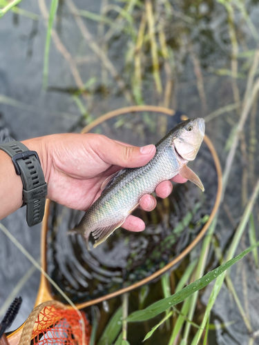 ハスの釣果