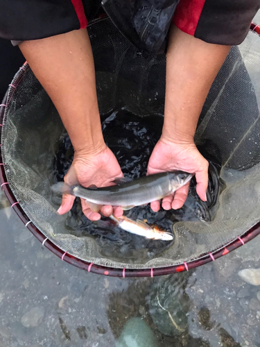 アユの釣果