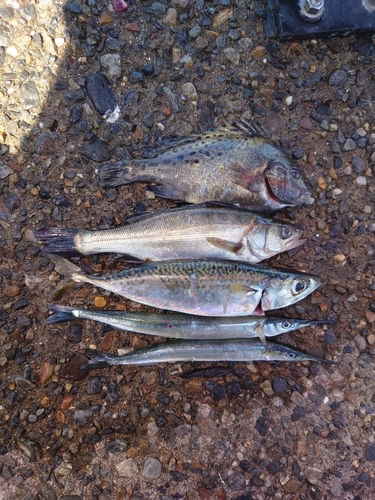 サバの釣果