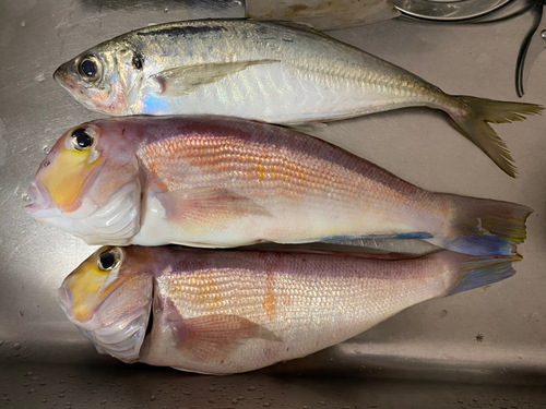 アマダイの釣果