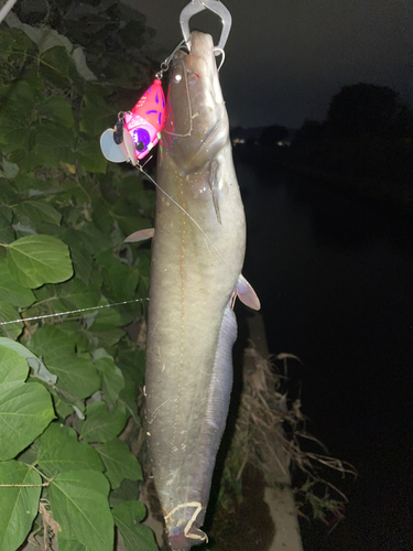 マナマズの釣果