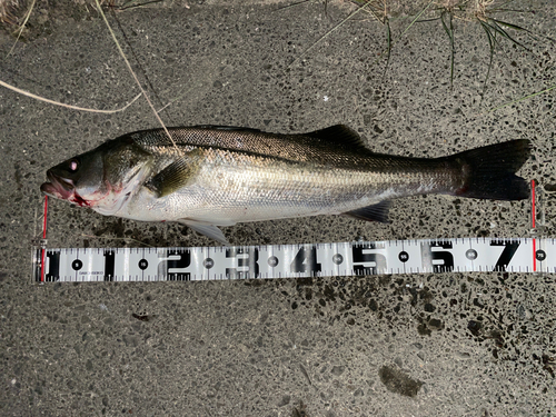 シーバスの釣果