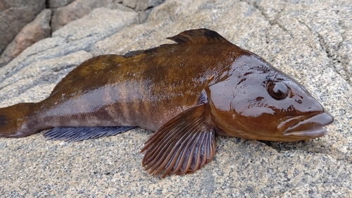 アイナメの釣果