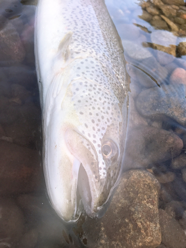 イトウの釣果