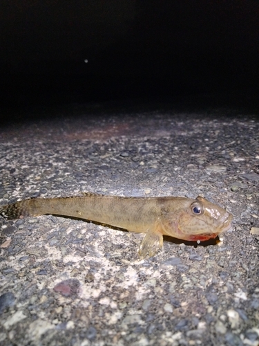 ハゼの釣果