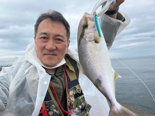 カンパチの釣果