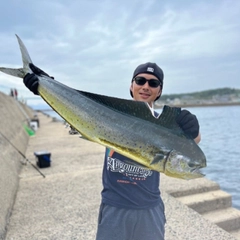 ヒラマサの釣果