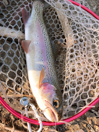 ニジマスの釣果