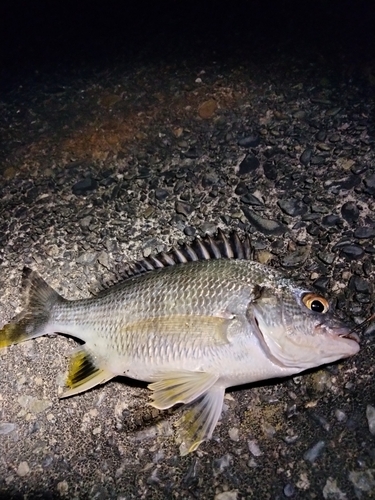 キビレの釣果