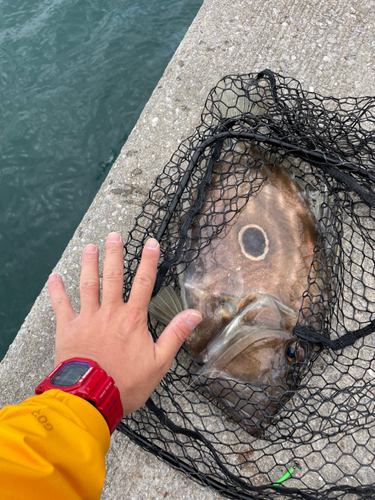 マトウダイの釣果